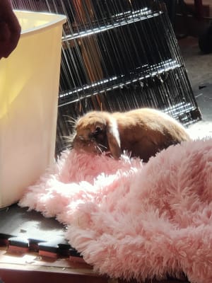 Picture of Brownie