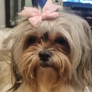 Picture of Coco