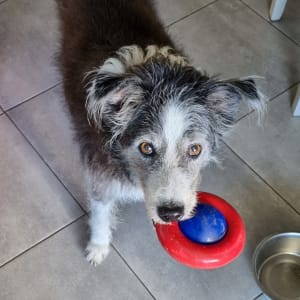 Picture of Buddy