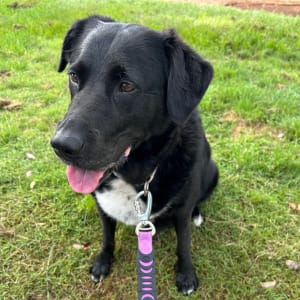 Picture of Lulu love