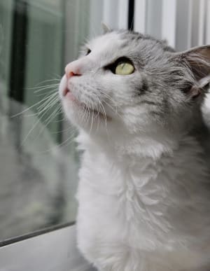 Picture of Sky