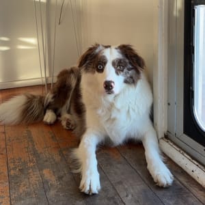 Picture of Luna