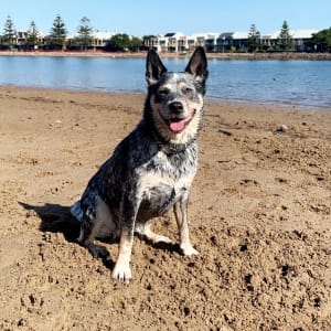 Picture of Rosie