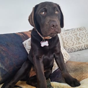 Picture of Cocoa