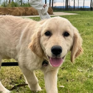 Picture of Violet