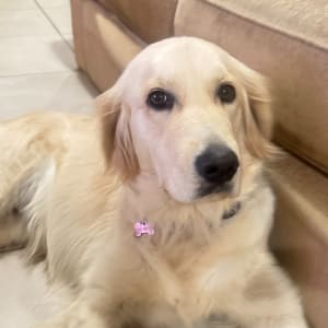 Picture of Willow
