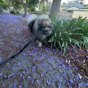 Picture of Teddy