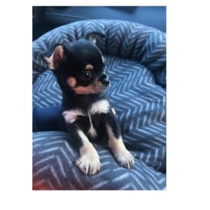 Picture of Mia