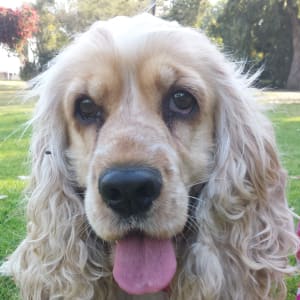 Picture of Chanel