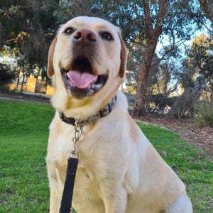 Picture of Zeus