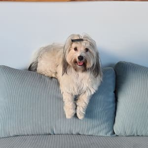 Picture of Sesame