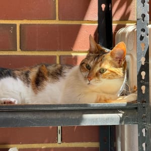 Picture of Micia the Derpina