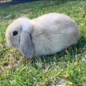 Picture of Willow
