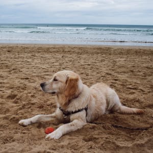 Picture of Lola