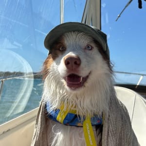 Picture of Moose