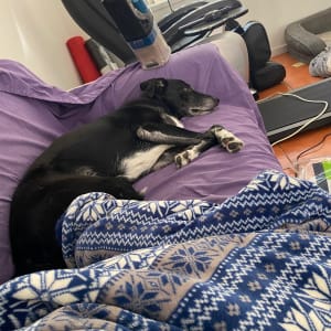 Picture of Capt Jack Sparrow ( Jack)