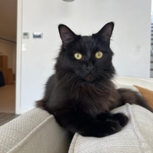 Picture of Bean