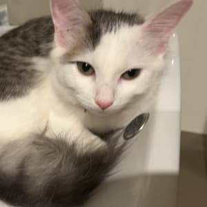 Picture of Pixie