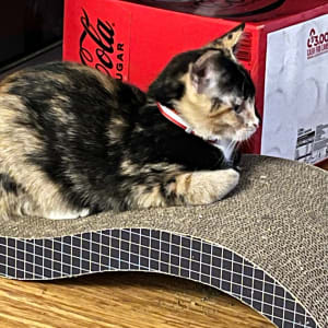 Picture of Cinnamon