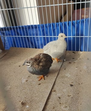 Picture of Breed: 2 silver button quails