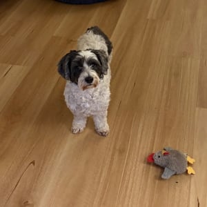 Picture of Bertie