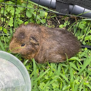 Picture of Wombat jr