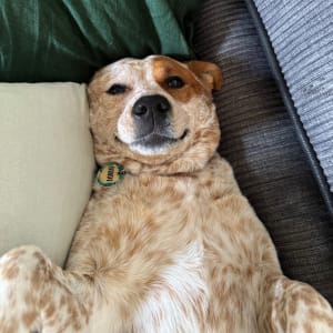 Picture of Bindi