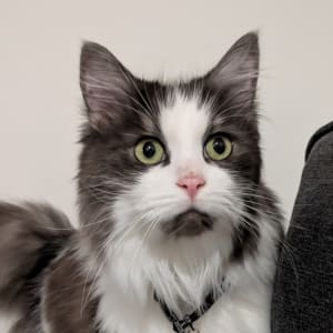 Picture of Prince Zuko