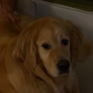 Picture of Leo