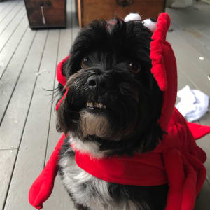 Picture of Ollie