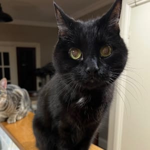 Picture of Violet
