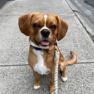 Picture of Benji
