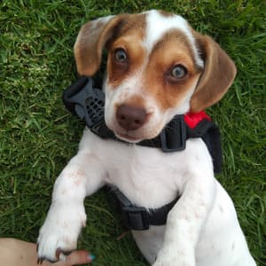 Picture of Cloe
