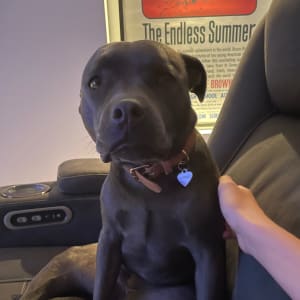 Picture of Bonnie