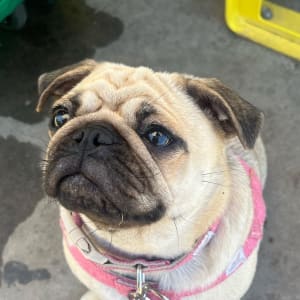 Picture of Frankie