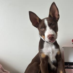 Picture of Rusty