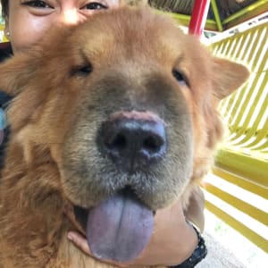 Picture of Chewie