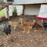 Picture of Coop, Blacky chan, dotty, side-eye, eggie, feathers.