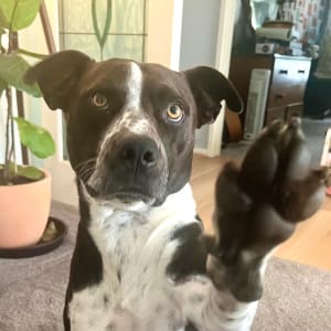 Picture of Timber