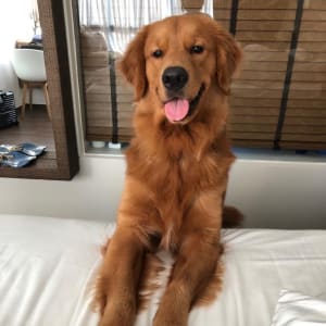 Picture of Hugo