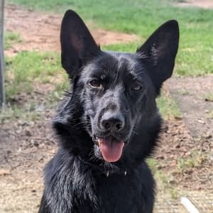 Picture of Charley George