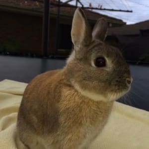 Picture of Smudge