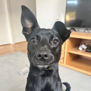 Picture of Sabbie
