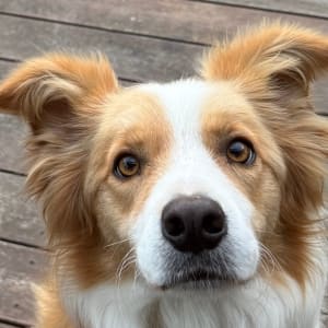 Picture of Dash