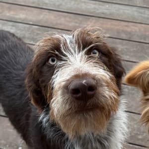 Picture of Bentley