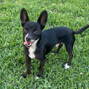 Picture of Gizmo
