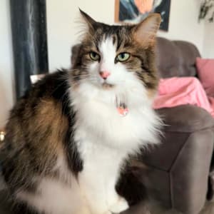 Picture of Lily