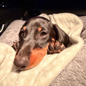 Picture of Flynn