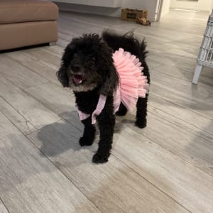 Picture of Sammy