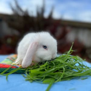 Picture of Lucy and Grace